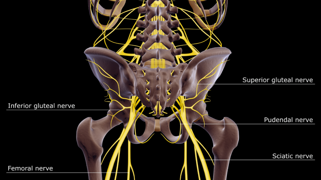 sciatic nerve roots